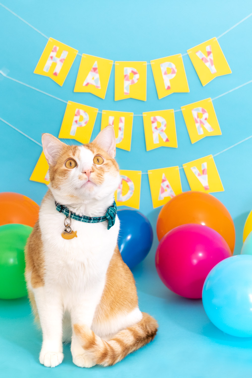 cat in front of banner for cat birthday celebration