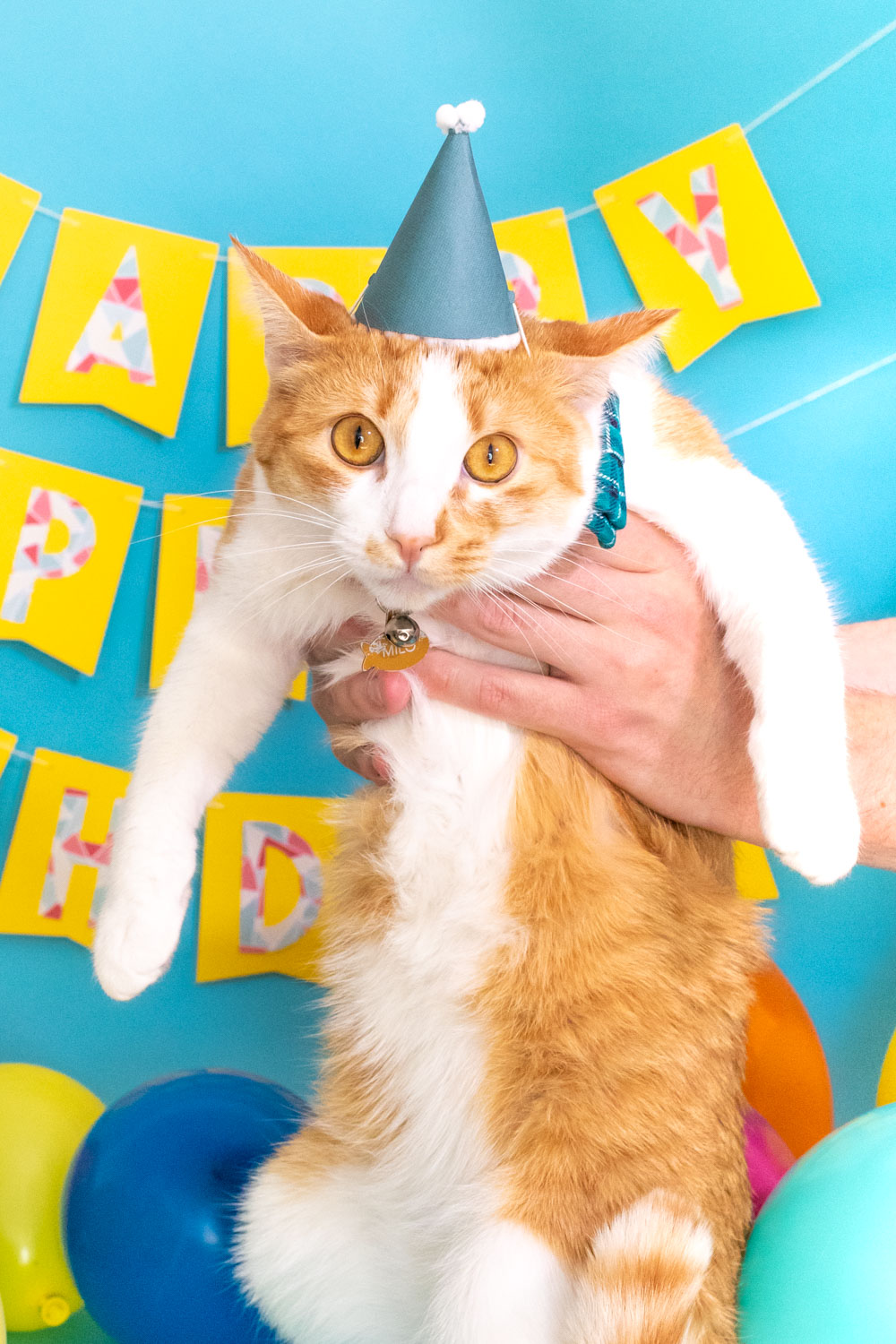 cat wearing party hat in front of banner for birthday party