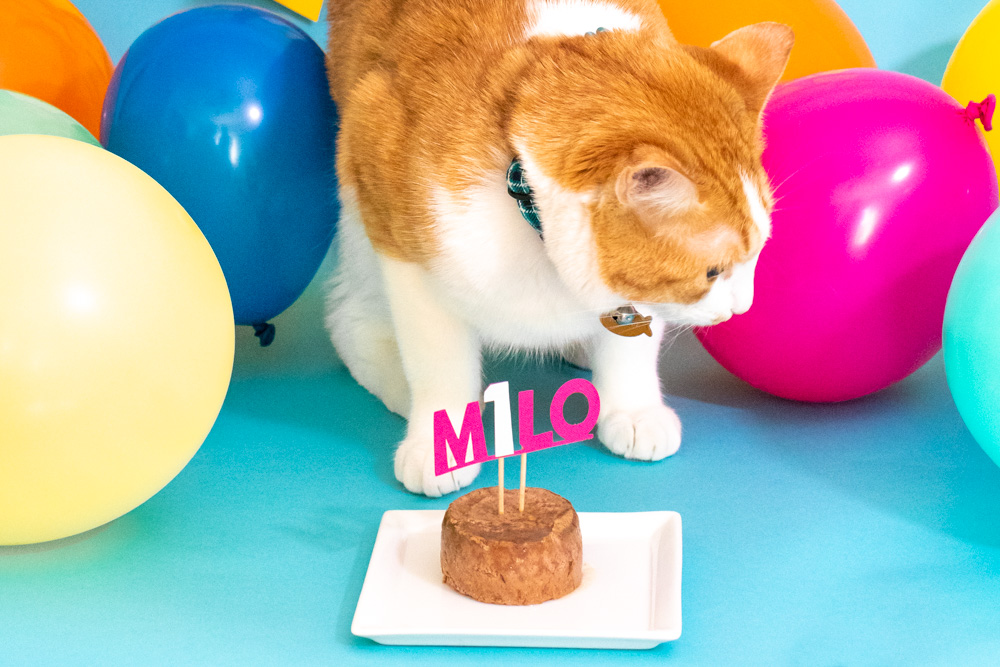 DIY cake topper on cat food for pet birthday