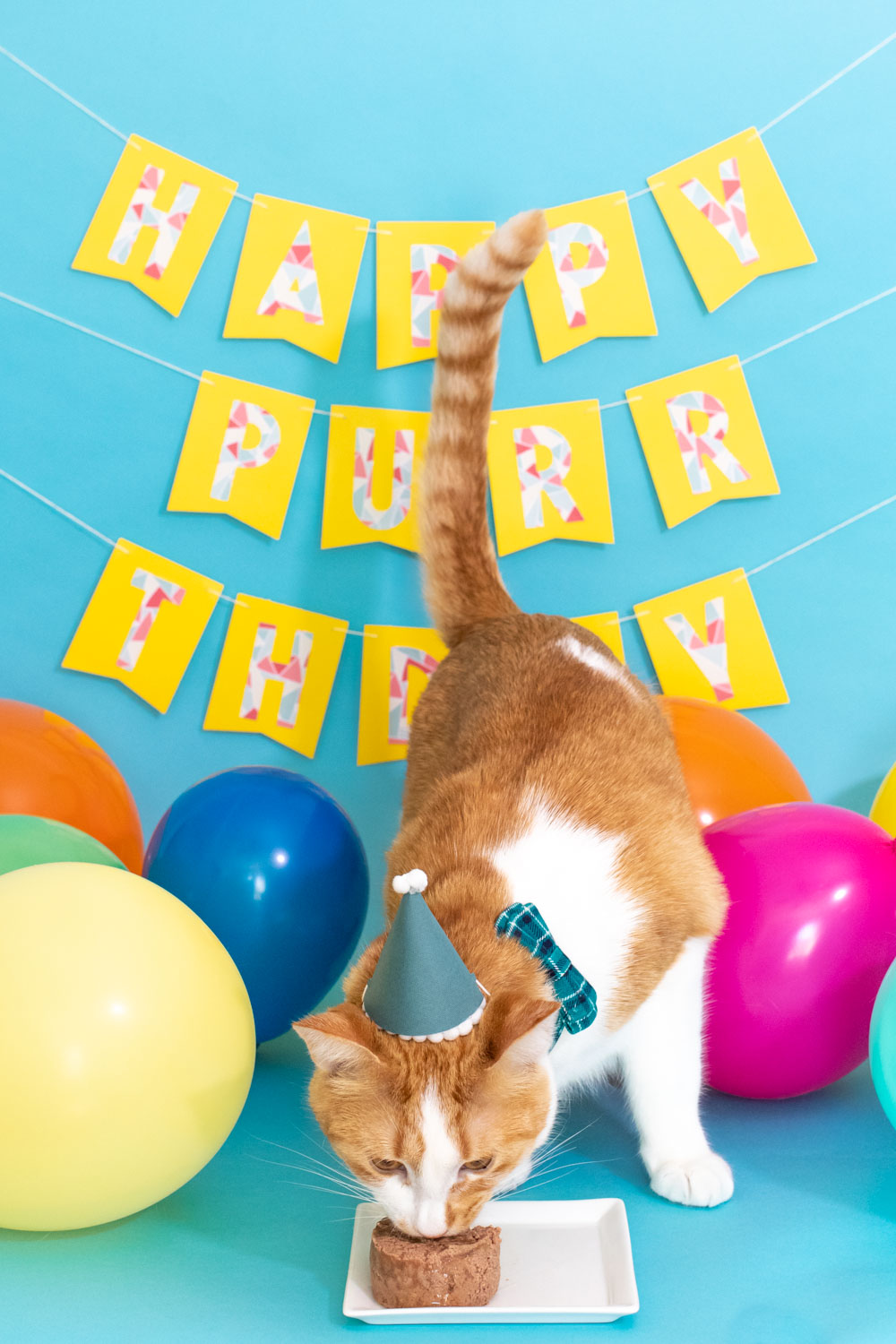 cat eating in mini party hat for cat birthday party